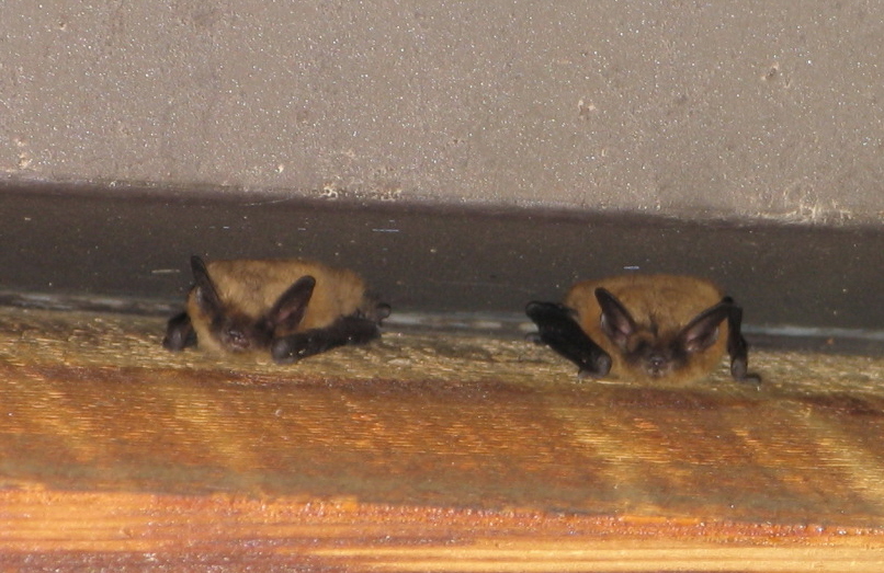bats433