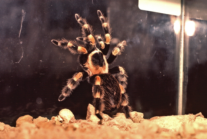 Mexican Red-leg Tarantula