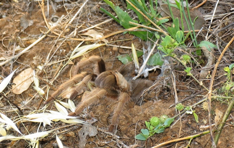 Tarantula emerging from den