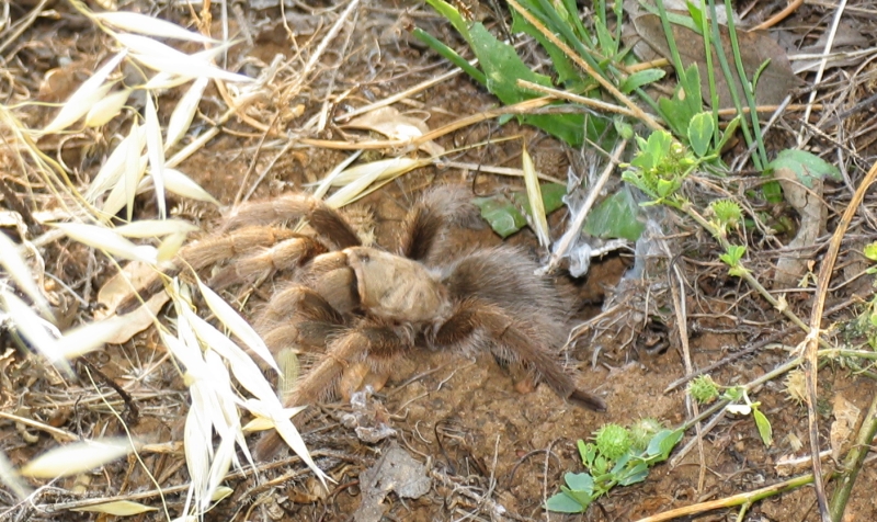 Tarantula fully out of den