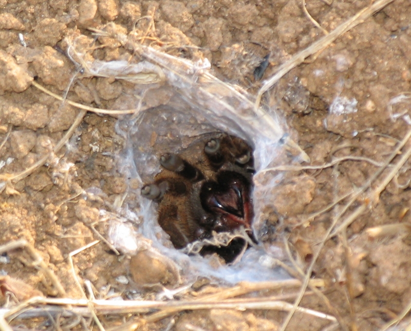 Tarantula protecting her den