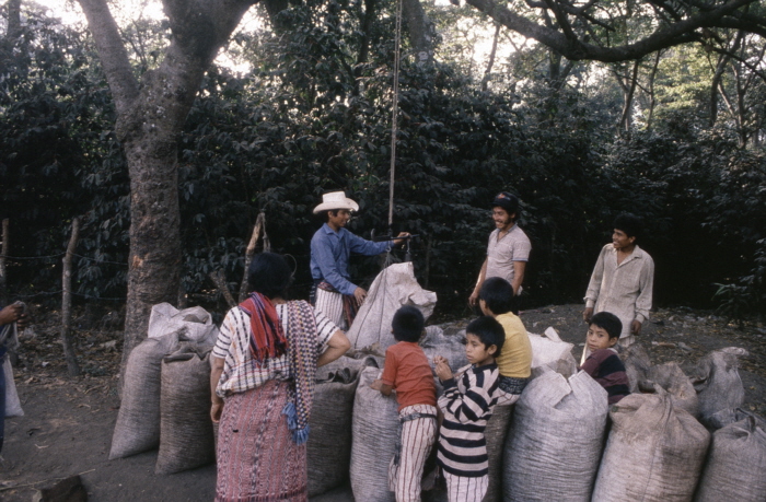 355weighingcoffeesantiagoatitlan